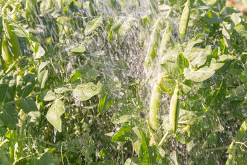 Wall Mural - Green pea pods grow in the summer in the garden