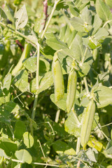 Wall Mural - Green pea pods grow in the summer in the garden