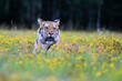 The largest cat in the world, Siberian tiger, Panthera Tigris altaica, on a meadow full of yellow flowers directly to the camera. Impressionistic scene of the top predator in a nature.