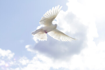 The wing of a white dove glows in the sun. A pigeon flies in the blue sky, against the background of a cloud. High quality photo