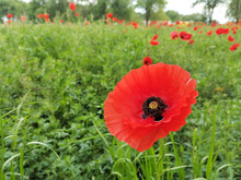 Closeup Of Common Poppy (Papaver Rhoeas). In The Background A Field Full Of Red Flowers And Trees. Common Names Are Corn, Field, Flanders Or Red Poppy And Corn Rose. 