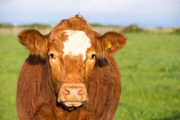 irish red cow on a meadow