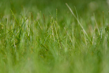 Wall Mural - green meadow background