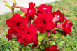 Red azalea or desert rose 002