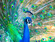 peacock as very nice  002