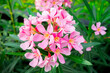 Pink flowers in garden 001