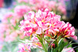Pink flowers in garden 002