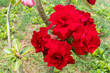 Red azalea or desert rose 001