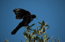 A Red-winged Blackbird Sits At The Treetop Chatting With Other Nearby Blackbirds And Calling For A Mate. 