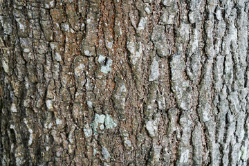 Wall Mural - Texture of wood background nature Natural