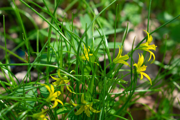 Early spring flowers close up