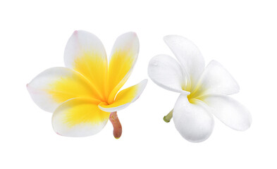 frangipani flower white background