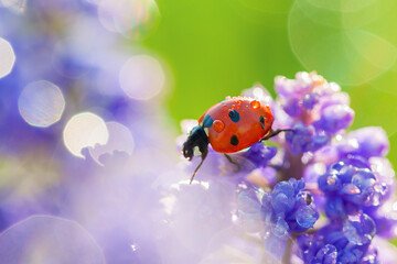 Sticker - insect ladybug crawls through spring flowers in meadow