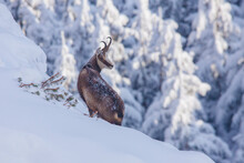 Chamois Wild Goat In The Winter Landscape. Romania