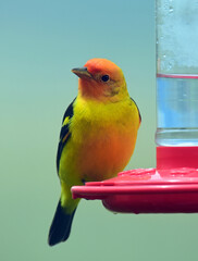 Wall Mural - a colorful  male western tanager perched on a red nectar feeder during spring migration in broomfield, colorado