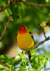 Wall Mural - a colorful  male western tanager perched in an ash tree during spring migration in broomfield, colorado