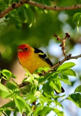 Wall Mural - a colorful  male western tanager perched in an ash tree during spring migration in broomfield, colorado