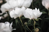 Fototapeta Tulipany - Peonies in sunlight