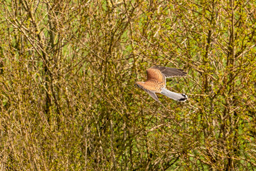 a kestrel bird of prey floats above the grass and bushes hunting for prey