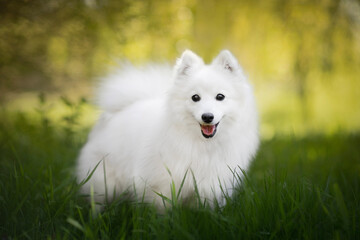 Wall Mural - Amazing and young Japanese Spitz, portrait of dog