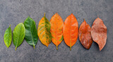 Fototapeta Mapy - Different age of leaves and colour set up on dark stone background. Ageing and seasonal concept colorful leaves with flat lay and copy space.