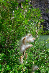 Sticker - Korb-Weide // basket willow (Salix viminalis)