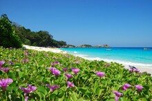 Purple Wild Flowers On Beach ,similan Island, Phang Nga Thailand