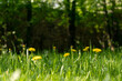 spring or summer background with yellow dandelions and green grass. Copy space
