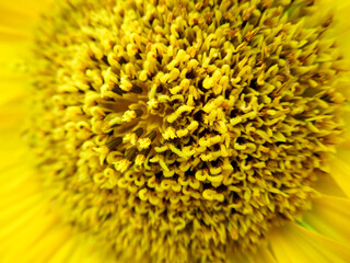 Wall Mural - macro of sunflower are blooming