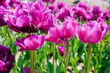 Fototapeta Tulipany - 꽃밭