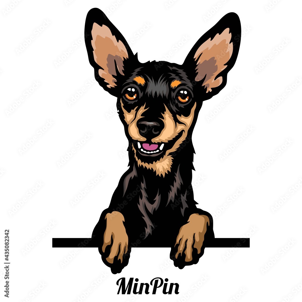 Miniature Pinscher - dog breed. Color image of a dogs head isolated on a white background - obrazy, fototapety, plakaty 