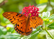 Single Gulf Fritillary, Agraulis Vanillae Nigrior, Butterfly Against A Green Background Of Plants