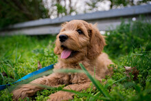 Golden Doodle Puppy Resting In The Grass