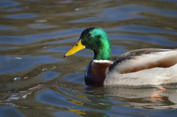 A duck in a lake