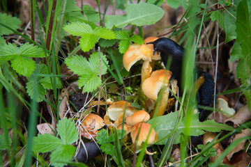 two black slugs are eating the mushrooms.