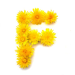 Canvas Print - The letter F of yellow dandelions