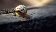 Snail On The Slope.Dynamics Of Movement Of Individual Creatures. Search For Shelter After The Rain. A Snail Is In Motion.