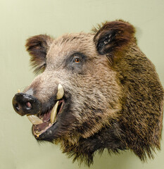 A stuffed wild boar's head with snarling mouth and big white teeth