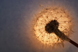 Fototapeta Sypialnia - Einzelne Pusteblume (Taraxacum) im Schein der Abendsonne, bläulicher Hintergrund, horizontal