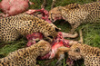 Close-up of five cheetahs eating hartebeest carcase
