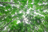Fototapeta Na ścianę - ant eyes view of under tree background