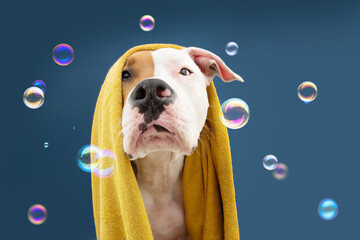 Wall Mural - Portrait American Staffordshire dog ready to take a a shower wrapped with a yellow towel. Animal on blue colored background. Puppy summer season