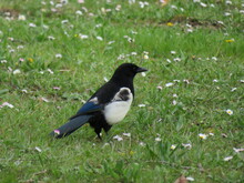 Beautiful Magpie Black White Bird Flight Animal Beak