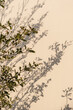 © Floral Deco - Green tree plant leaves and sunlight shadows on neutral beige wall. Aesthetic floral shadow silhouette background