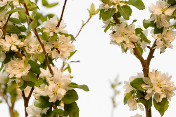 Apple trees are blooming. White apple blossoms. Apple tree branches