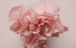 Spraynelke rosa close up, Hintergrund rosa