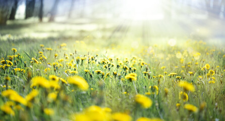 Wall Mural - a field of yellow dandelions in a meadow and sunlight