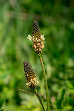 Plantain Plantago Lanceolata Is A Common Weed Growing In Abundance In Grassy Areas