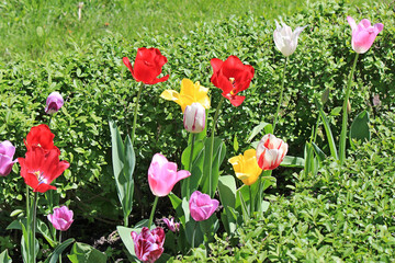 Wall Mural - beautiful tulips in the garden of the city park