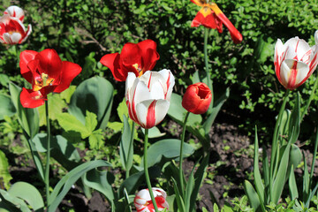 Wall Mural - beautiful tulips in the garden of the city park